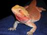 Bearded Dragon Coloration