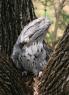 Tawny Frogmouth Companion