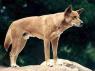 Mani's pet Dingo, he raised Taworri from an orphaned pup and the two have been inseparable ever since.