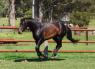 Mani's Australian Brumby mare that he caught and trained himself.