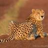 A good idea of what Alphonse looks like in cheetah form!