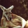 A good idea of what Bazel looks like in Kangaroo form!