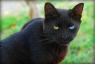 Zach's cat Shade