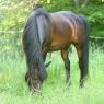 Jypsi's Morgan Mare