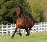 Jypsi's Morgan Gelding