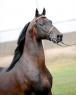 Jypsi's Morgan Stallion