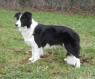 Jypsi's Dog; Border Collie