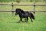 Fastoplh was named for, well, his speed. He was given to her just before she left home.