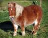Flambard is the youngest of her trio of ponies and often times used as a pack horse.
