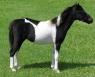 The eldest of the ponies that she has, He has been with her since she was a babe.