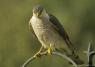 Her sparrowhawk, rescued along her journey. She had broken a wing and when Belladonna found her, she nursed the bird back to health. They have stayed together since.