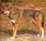 The red wolf, aka canis lupus rufus.