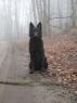 Dog form: black German Shephard.