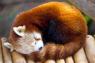 Her small red panda