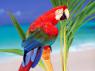 Coloration, her tail feathers are pure red's and blue's and green's.