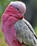 Jose and Johnny, Gauye's birds, look slightly similar to this, although they are a lighter shade of pink.