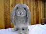 Unna's lop bunny