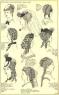 more hairstyles