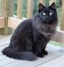 A black maine coon cat, two years old