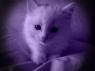 :| do you know how hard it is to find a purple kitten that isn't the Cheshire cat!?!