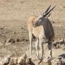 Side view of female eland head.