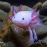 Good idea of what Wooper, Cael's axolotl, looks like.