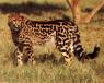Preffered animal form: King Cheetah