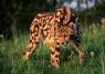 Preffered animal form: King Cheetah