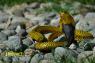 Samar cobra, coloration pattern