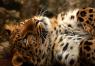 Amur Leopard Shape