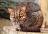Rusty Spotted Cat-Tad in cat form.