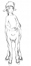 A concept of Della shortly after she was born. Little bitty Della foal.
