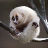 A good idea of what Lisle's slow loris form looks like!