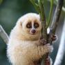 A good idea of what Lisle's slow loris form looks like!