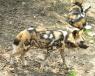 Painted dogs and their amazing technicolor dreamcoats