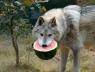 In his wolf formâ€¦.with a watermelonâ€¦because.