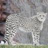 Cuinevere, like her sister, is an odd color for a cheetah. They're both nearly Albino, though could be classified as a very light cream color with bright blue eyes.