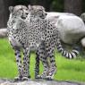 Mariska and Guinevere are very light colored Cheetah's. They are almost albino, but can be classified as very pale creme with bright blue eyes.