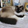 Dei's markings.