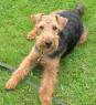 Steve's Welsh terrier