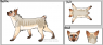 This is an example of her Pelt Color