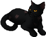 Finlee's cat form, which has scars in the same places as her human form