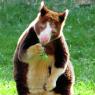 A good idea of what Remi's tree kangaroo form looks like!