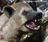 One interpretation of the actual Borophagus, a prehistoric canine (looks a lot like a hyena)