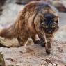 The feral mother cat that sticks close to Machka