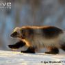 Wolverines are also very fluffy with proportionally bigger paws then most other animals.