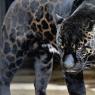 A melanistic Jaguar with brown shades still along his body and with darker black spots.