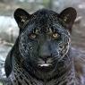 A melanistic Jaguar with brown shades still along his body and with darker black spots.