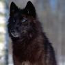 Looking like a black wolf but is mixed breed of a husky and and wolf like his sister Luna.