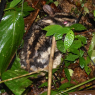 Example of what a striped rabbit looks like.